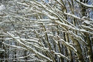 met sneeuw bedekt boom Afdeling foto