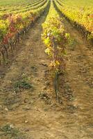 wijngaard in de herfst foto