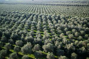 plantage van olijf- bomen foto