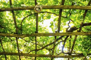 pergola gedekt door de Liaan fabriek foto