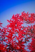 de bladeren van rood esdoorn- foto
