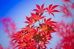 de bladeren van rood esdoorn- foto