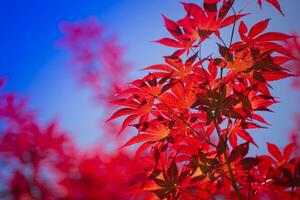 de bladeren van rood esdoorn- foto