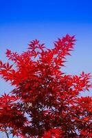 de bladeren van rood esdoorn- foto