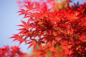 de bladeren van rood esdoorn- foto