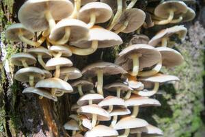 verscheidenheid van kreupelhout champignons foto