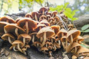 groep van champignons in herfst foto