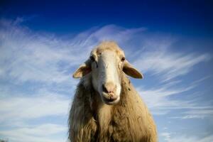 portret van de Italiaans schapen foto