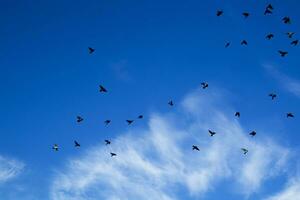 kudde van duiven vliegend foto