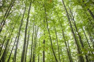 de bomen en hun bossen foto