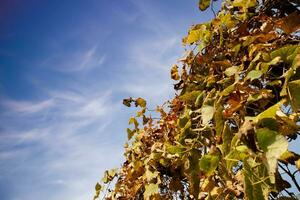 de kleurrijk bladeren van de Liaan in de herfst seizoen foto