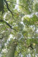 visie van de onder boom van een Woud in voorjaar foto