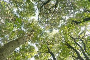 visie van de onder boom van een Woud in voorjaar foto