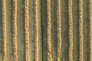 veld- bereid voor hooi oogsten foto