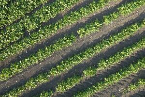 antenne visie van een aardappel veld- foto