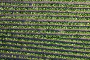 antenne visie van een aardappel veld- foto