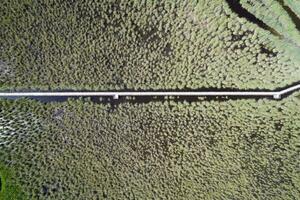 voetganger loopbrug binnen de park van massaciuccoli Italië foto