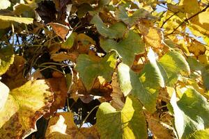 foto documentatie van de bladeren van de wijnstokken in herfst