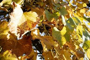 foto documentatie van de bladeren van de wijnstokken in herfst