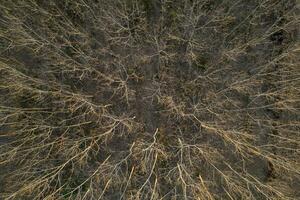 antenne visie van een Woud met kaal bomen in de winter seizoen foto