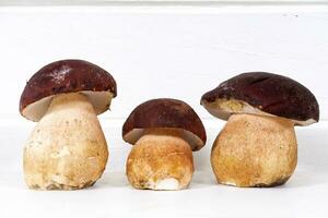 introduceren vers geplukt geheel porcini champignons foto