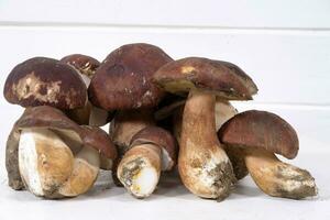 introduceren vers geplukt geheel porcini champignons foto