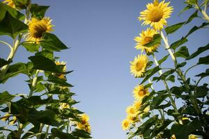 schot van hieronder van een veld- van zonnebloemen in vol bloeien foto