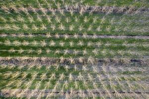 nieuw aanplant van populier bomen voor papier productie foto