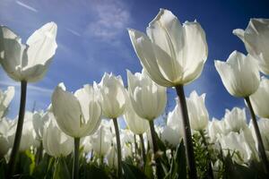 fotografisch documentatie van een wit tulp teelt foto