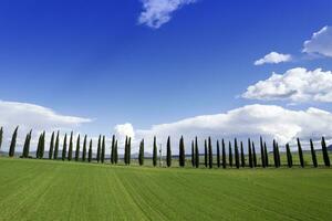 fotografisch documentatie van de cipressen van de provincie van Siena foto