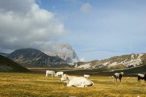 berg landschap begrazing dieren foto