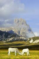 berg landschap begrazing dieren foto