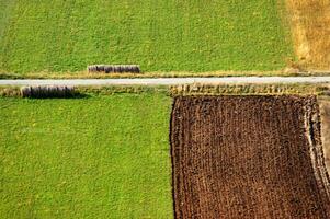 een eenzaam boom in een veld- van aarde foto