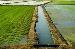 rijst- velden in vercelli Italië foto