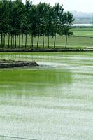 een veld- met een rivier- van water rennen door het foto