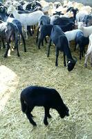 een kudde van schapen staand in een veld- foto