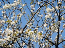 een boom met wit bloemen tegen een blauw lucht foto