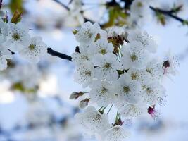 een boom met wit bloemen tegen een blauw lucht foto