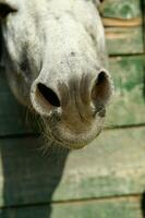 een ezel plakken zijn hoofd uit van een houten deur foto