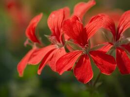 een groot veld- van rood bloemen in een kas foto