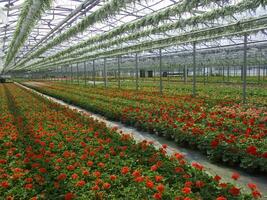 een groot veld- van rood bloemen in een kas foto