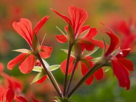 een groot veld- van rood bloemen in een kas foto