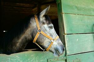 een dichtbij omhoog van een paard hoofd foto