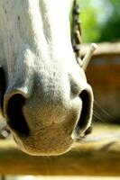 een dichtbij omhoog van een paard hoofd foto