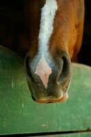 een dichtbij omhoog van een paard hoofd foto