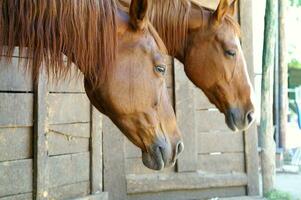 een dichtbij omhoog van een paard hoofd foto