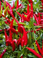 rood Chili paprika's groeit in een tuin foto