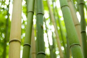 een dichtbij omhoog van een bamboe boom met bladeren foto