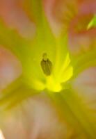 een dichtbij omhoog van een fabriek met een rood bloem foto