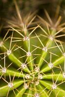 een dichtbij omhoog van een cactus fabriek met stekels foto